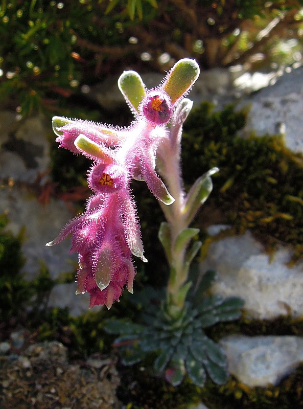 Saxifraga porophylla / Sassifraga porosa